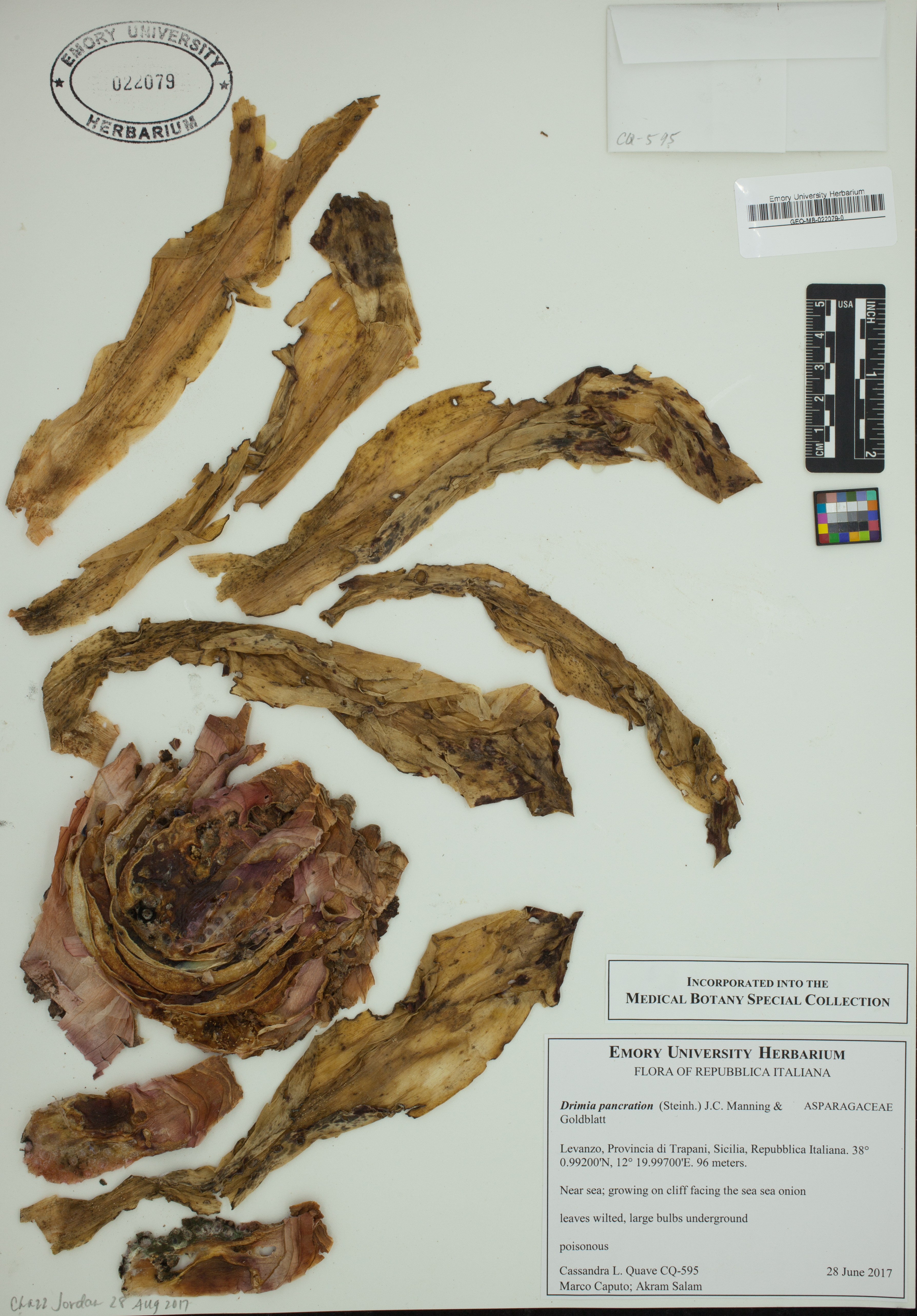Drimia pancration thumbnail